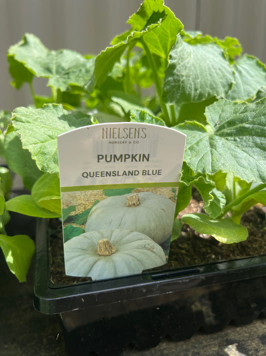 Pumpkin Qld Blue punnet
