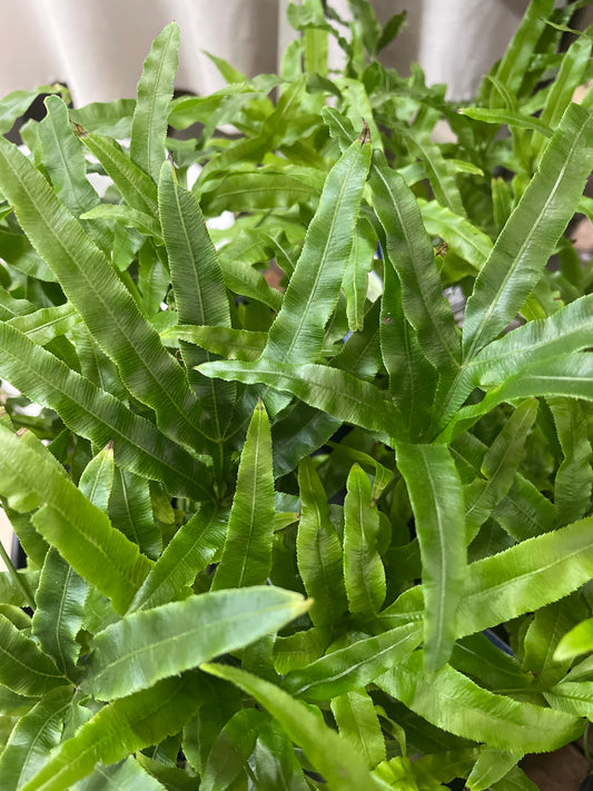 Pteris cretica multifida 'Jungle Brake Fern' 14cm