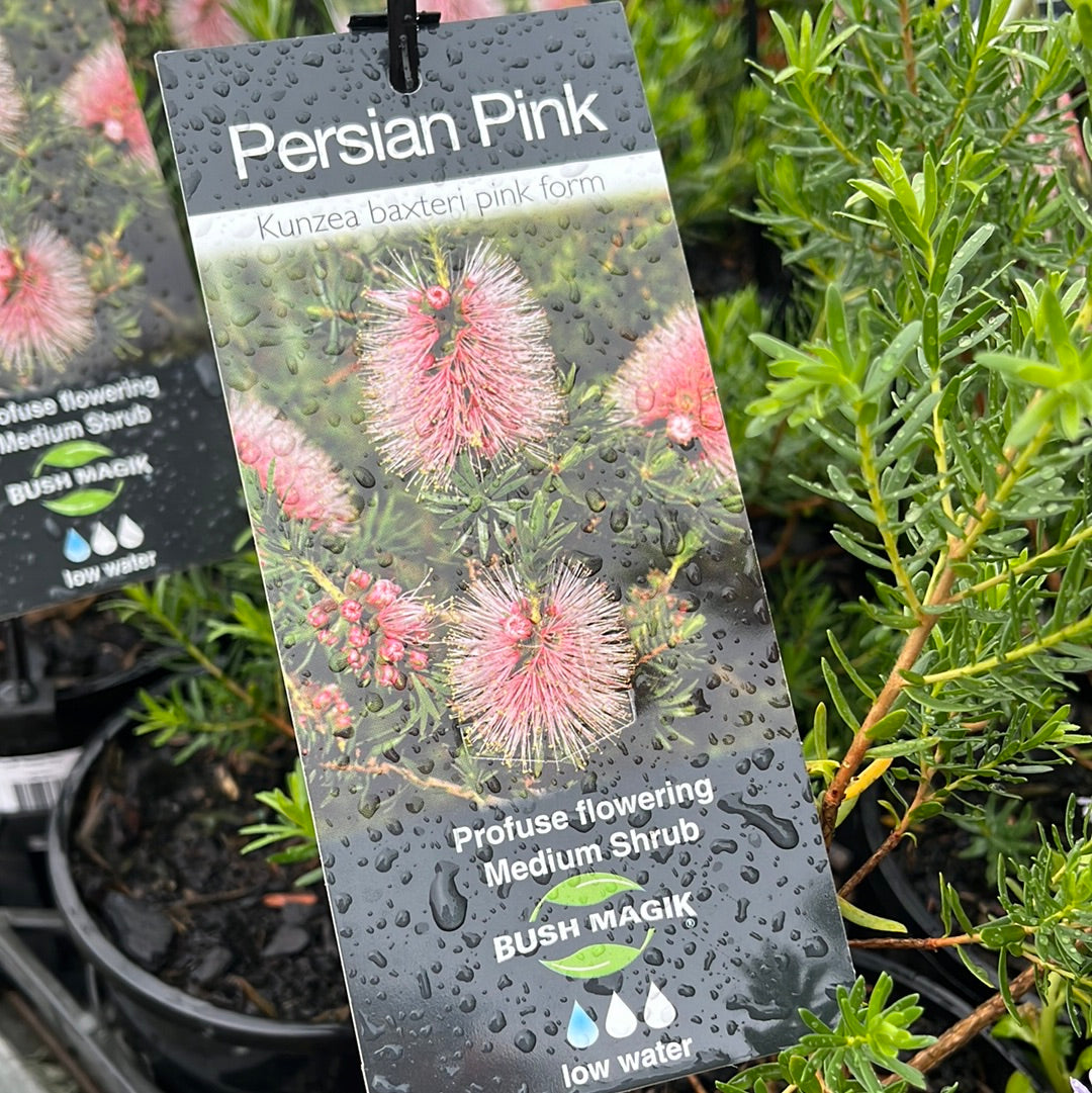 Kunzea baxteri 'Persian Pink' 14cm