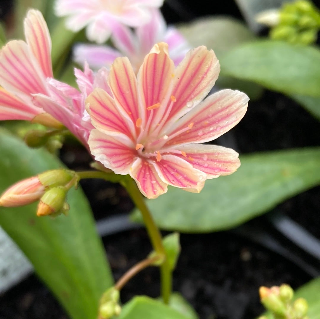 Lewisia Assorted 14cm