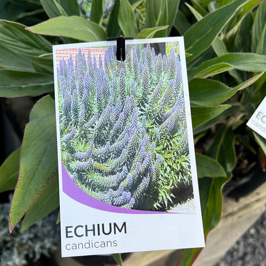 Echium candicans 'Pride of Madeira' 14cm