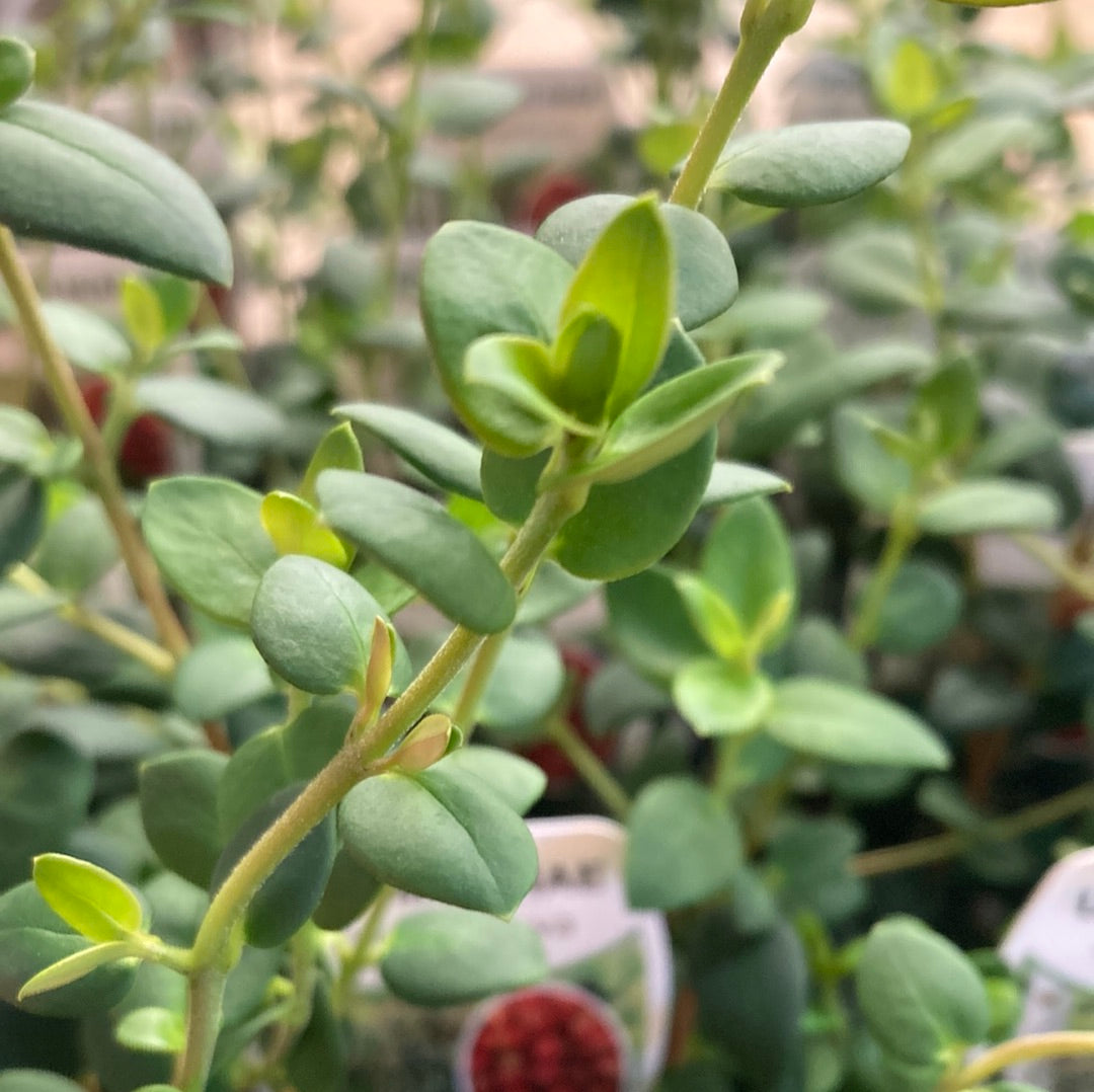 Ugni Molinae ‘Chilean Guava 7cm