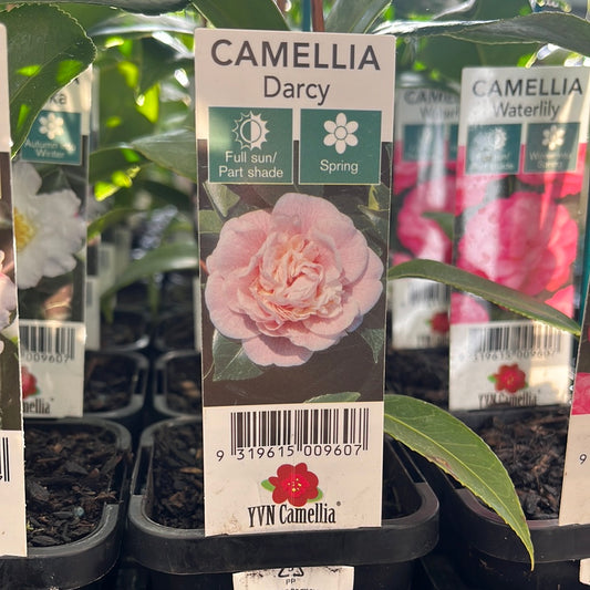 Camellia japonica 'Darcy' 7cm