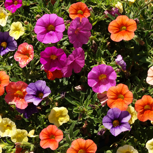 Petunia Assorted 100mm
