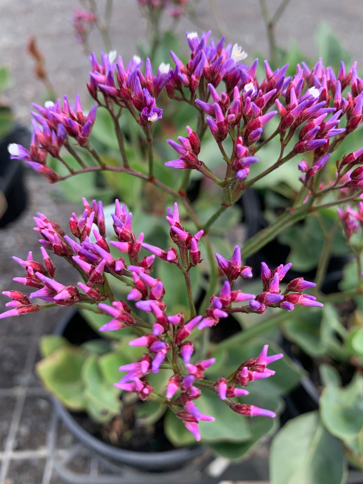 Limonium perezii 'Perennial Statice' 18cm