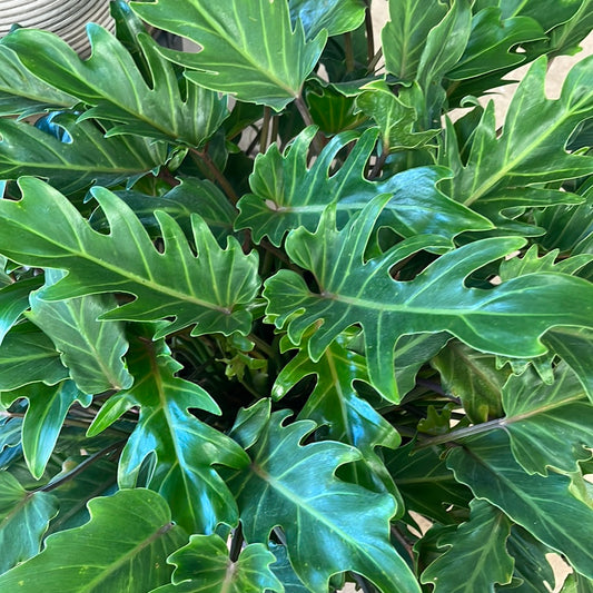 Philodendron Xanadu 30cm