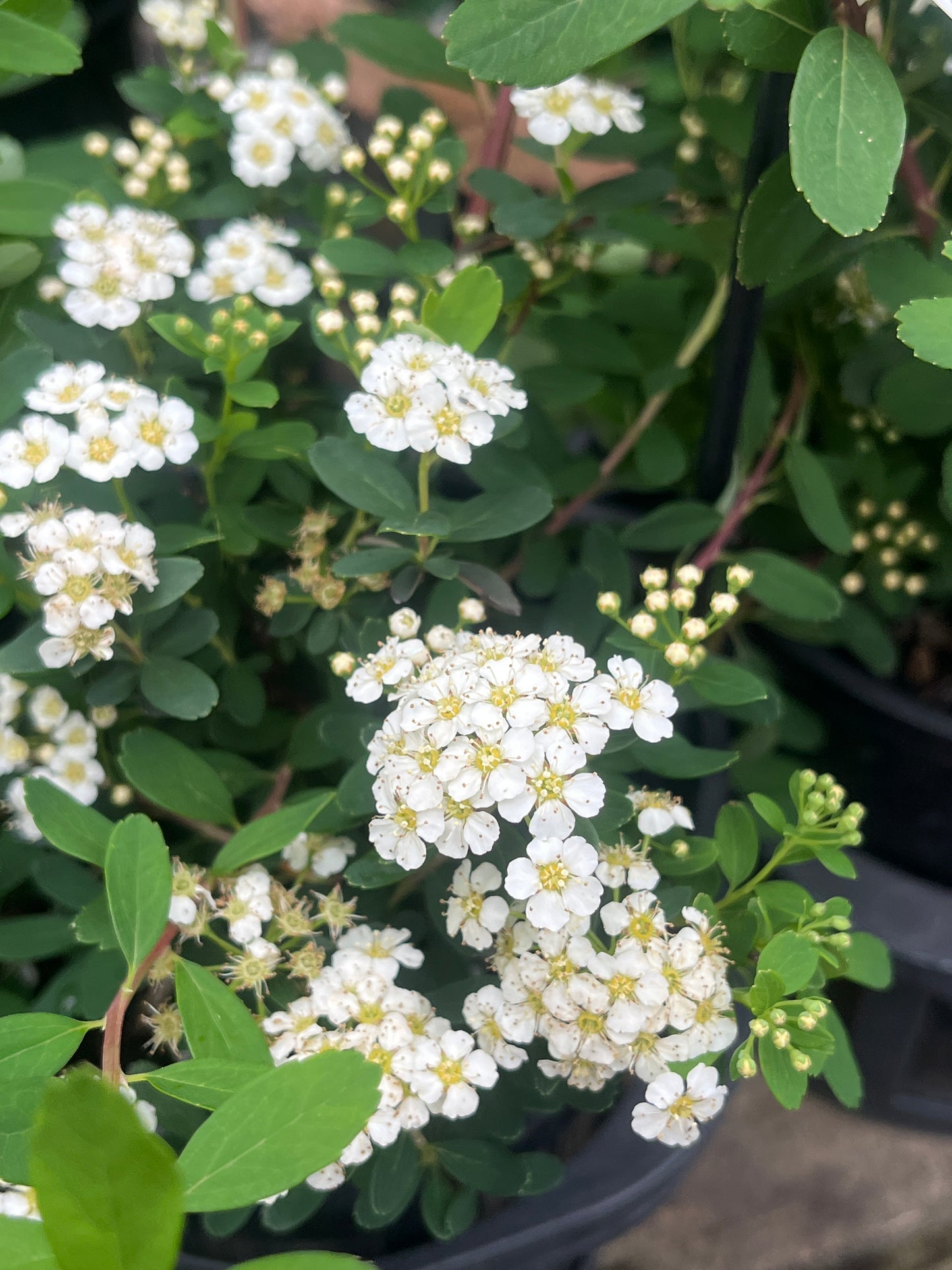 Spiraea nipponica Snowmound 14cm