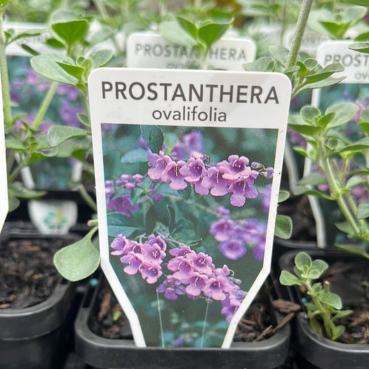 Prostanthera rotundifolia 'Round Leaf Mint' 7cm