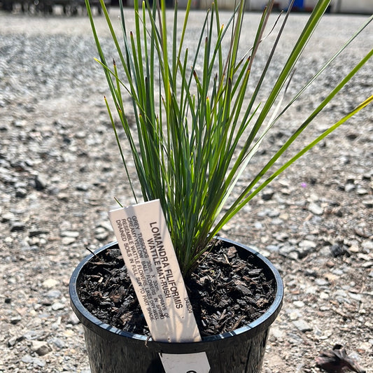 Lomandra filiformis 14cm