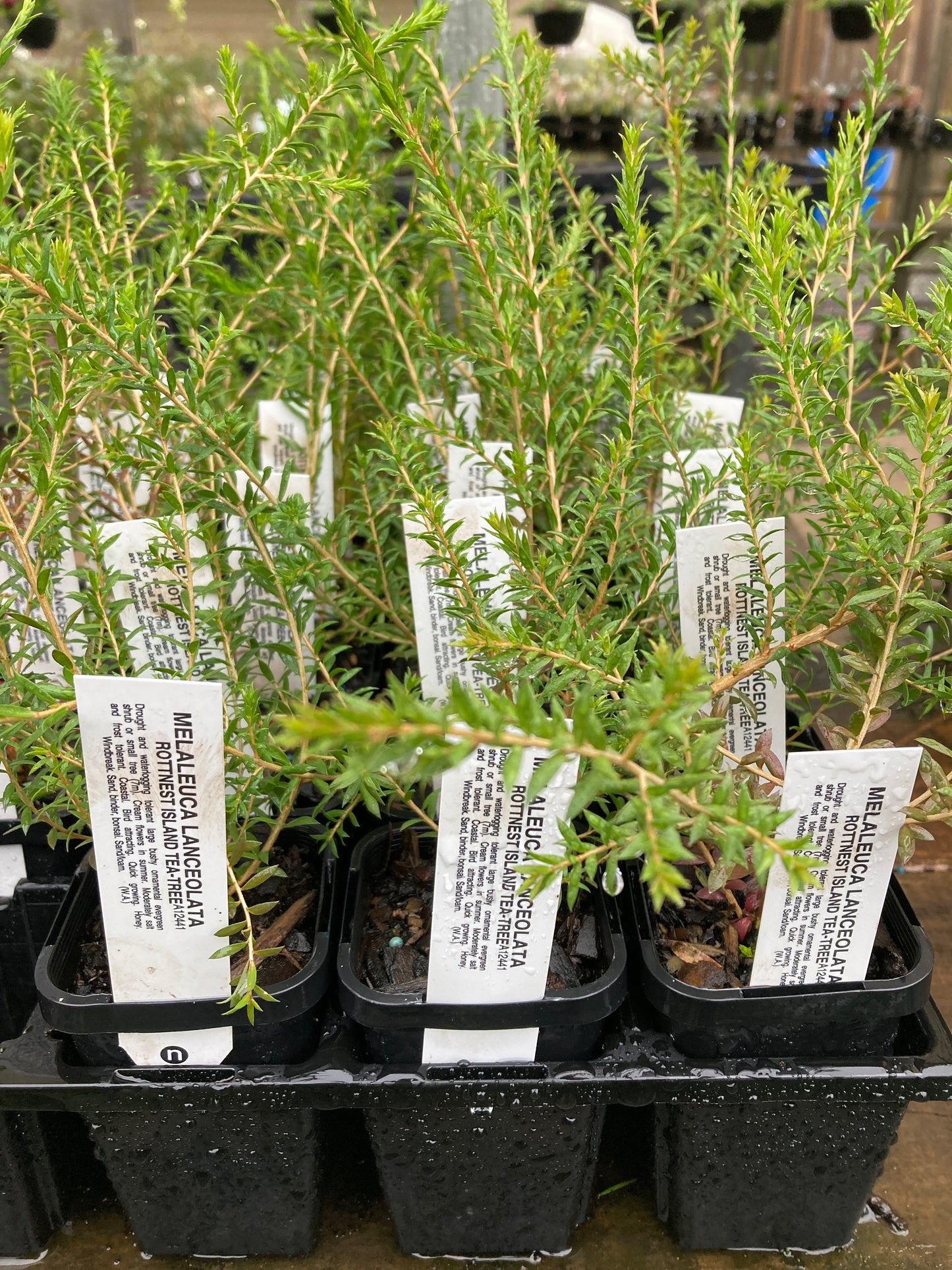 Melaleuca lanceolata 'Moonah' 7cm