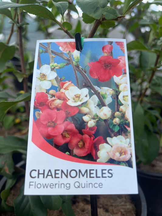 Chaenomeles speciosa 'White Flowering Quince' 20cm