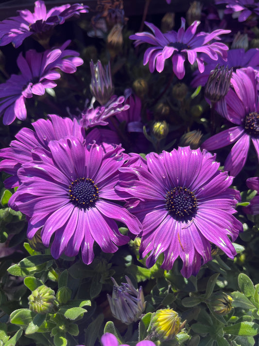 Osteospermum 'Blue' 14cm