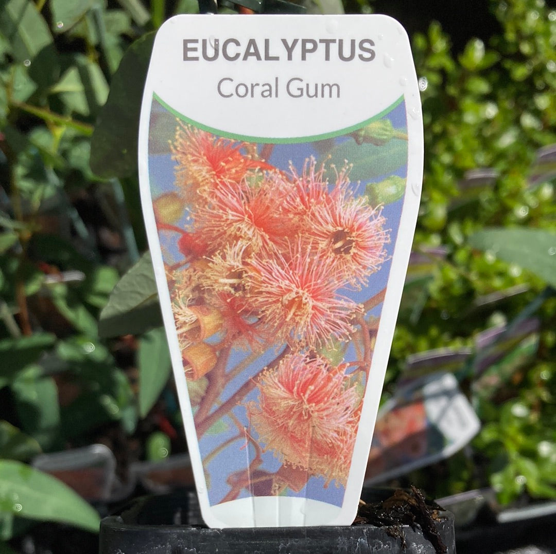 Eucalyptus torquata 'Coral Gum' 7cm