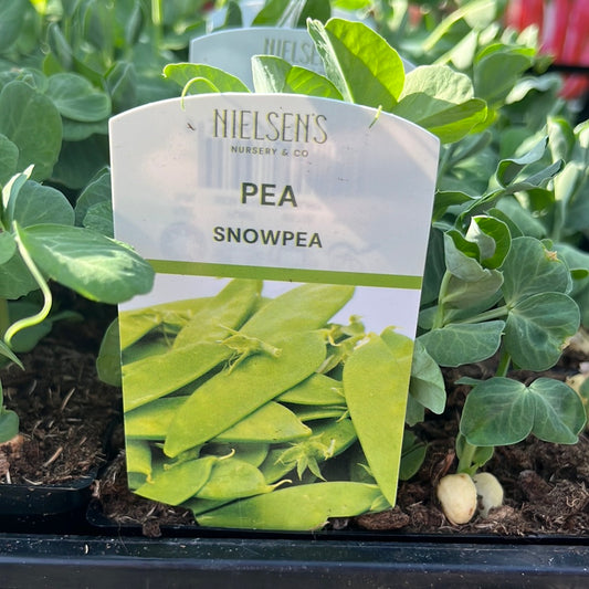 Pea Snowpea  Punnet