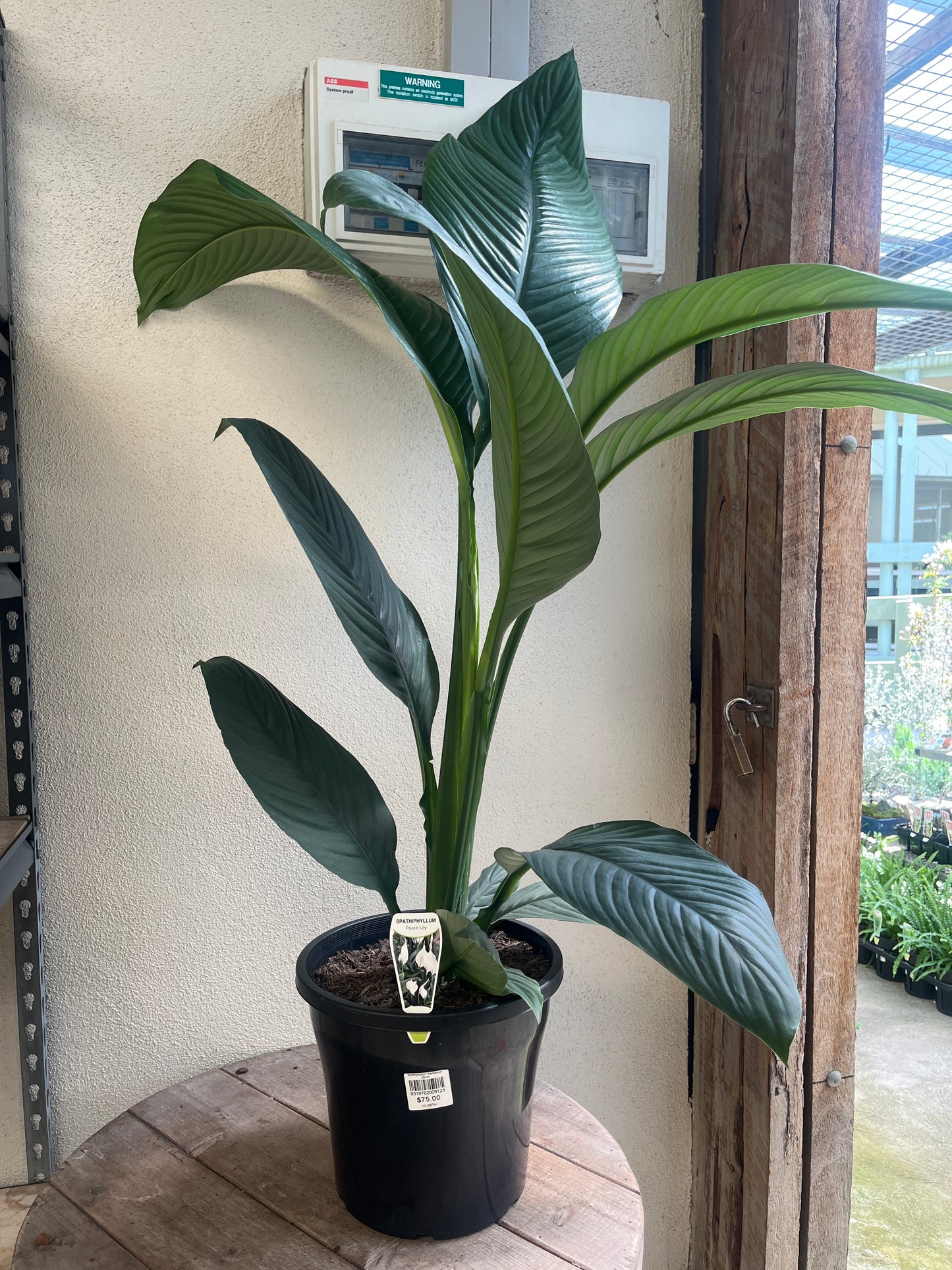 Spathiphyllum 'Sensation' 25cm