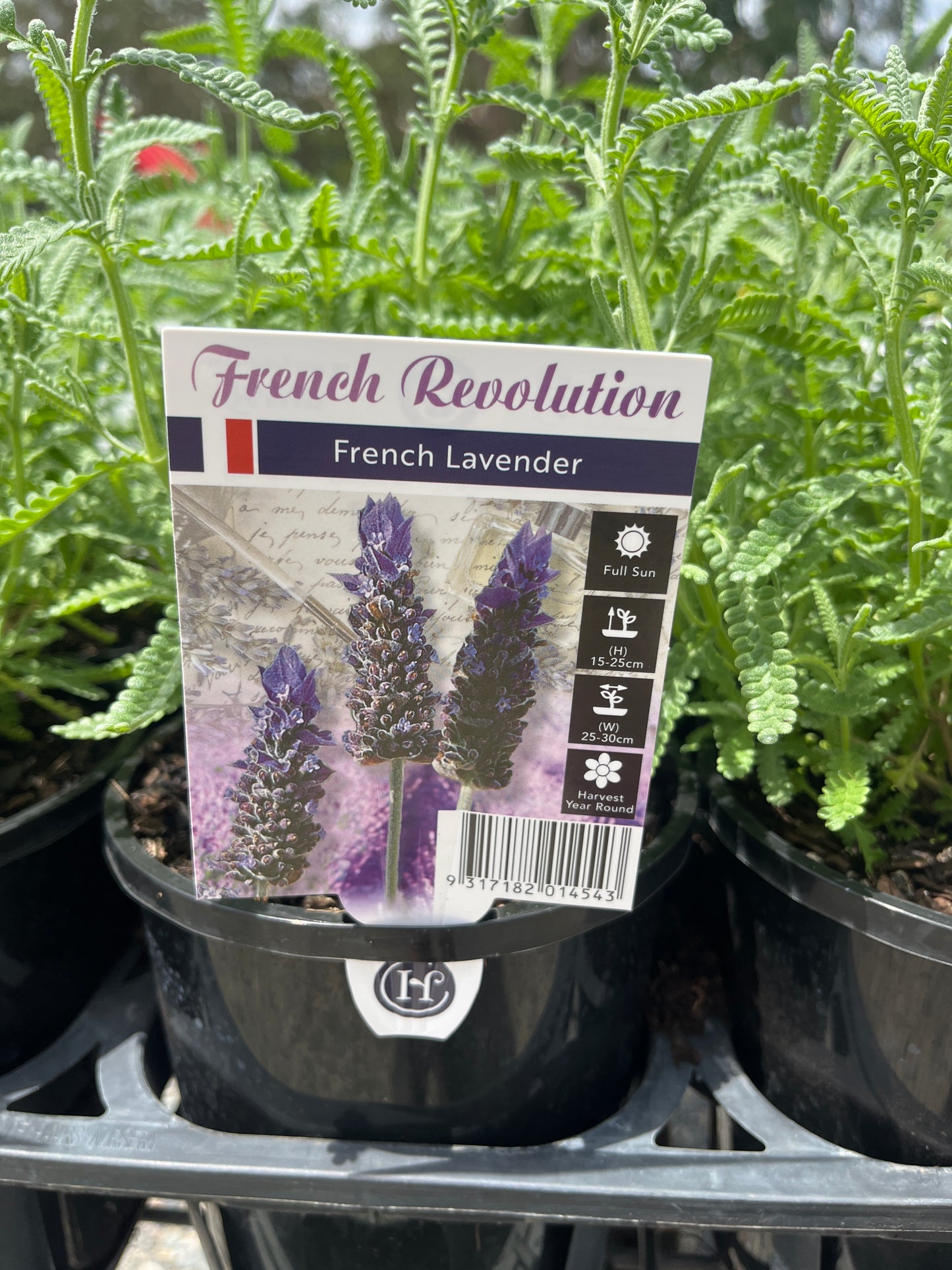 Lavender 'French Revolution' 14cm