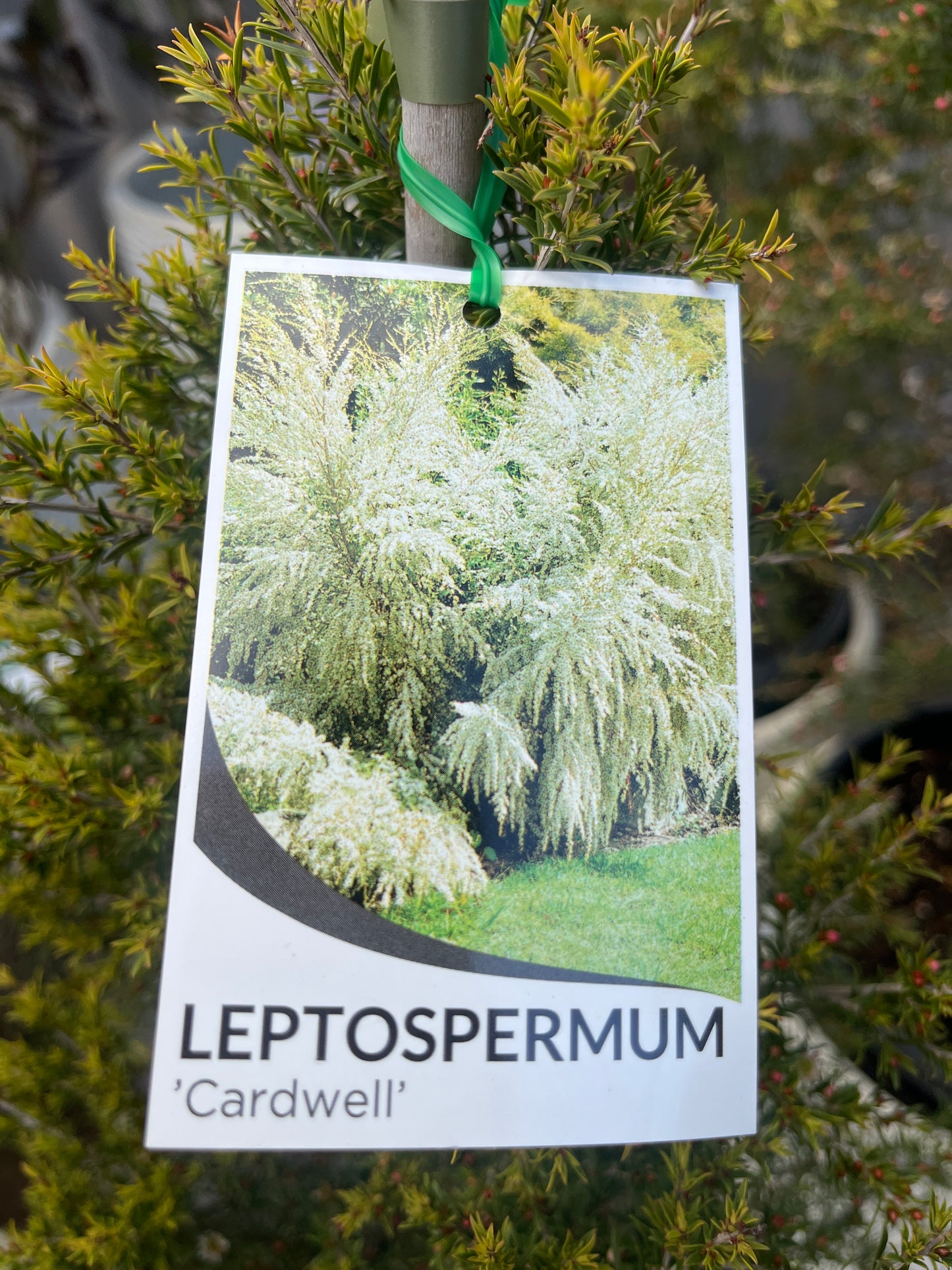 Leptospermum flavescens ‘Cardwell’ 25cm