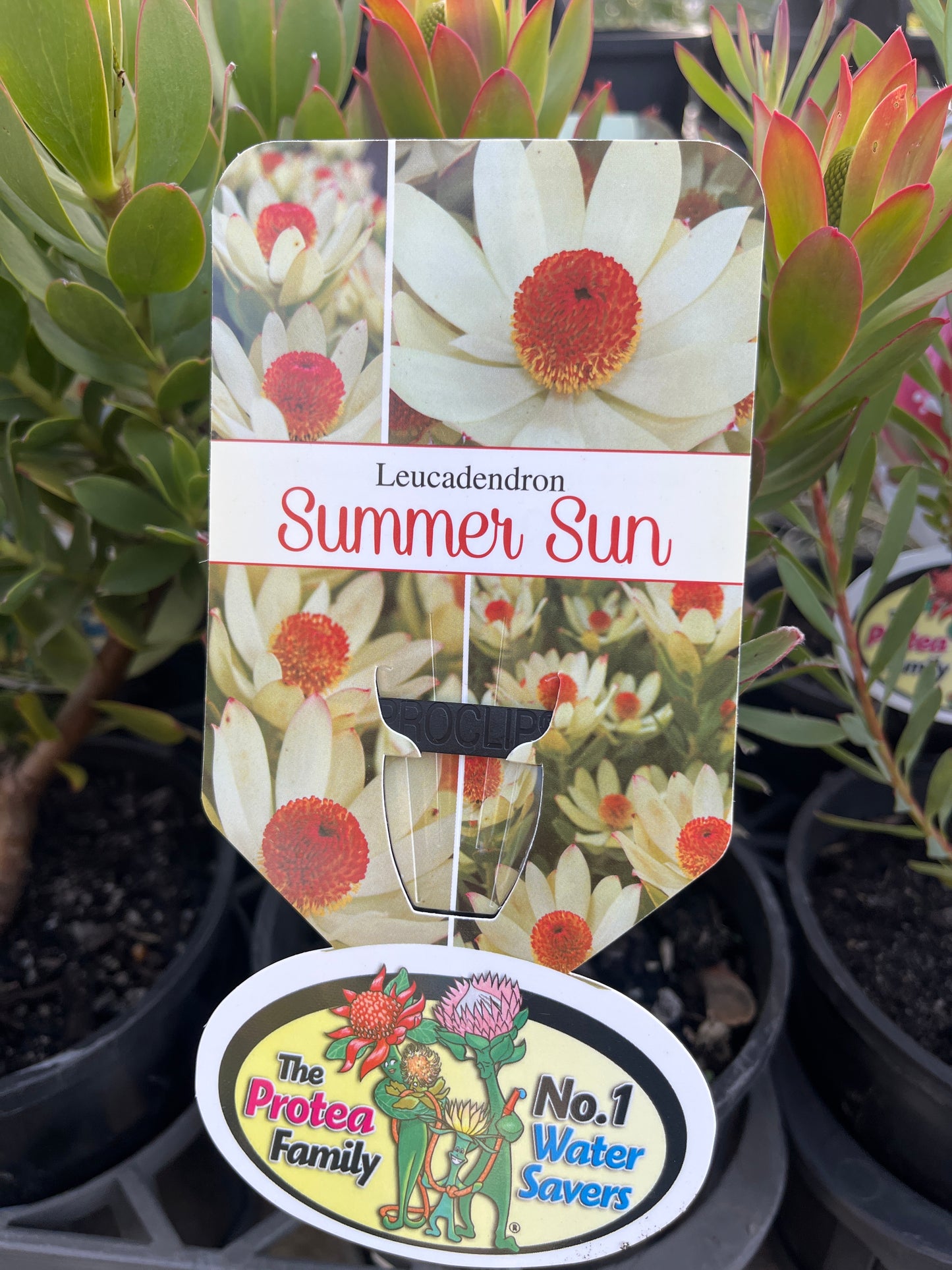 Leucadendron 'Summer Sun' 14cm