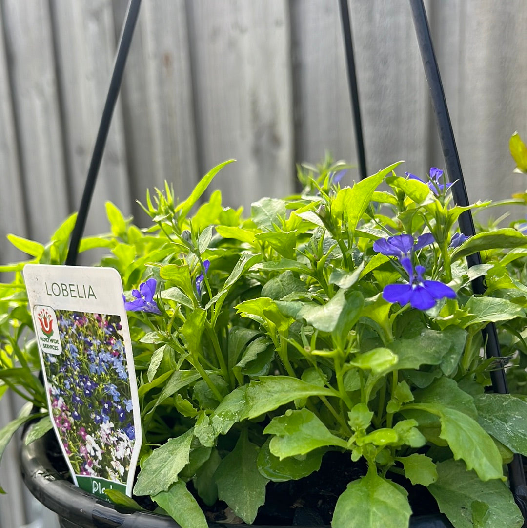 Lobelia Hanging Basket 20cm