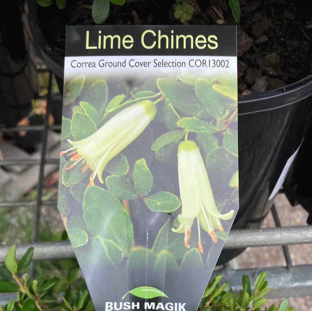 Correa 'Lime Chimes' 18cm