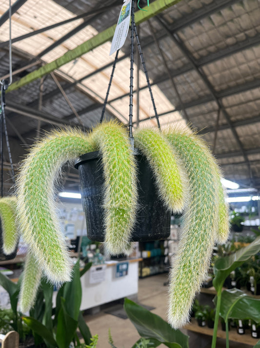 Cleistocactus Colademononis 'Monkey Tail Cactus' Hanging Basket 15cm
