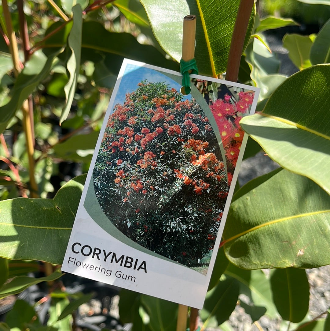 Corymbia ficifolia 'Red Flowering Gum' 20cm