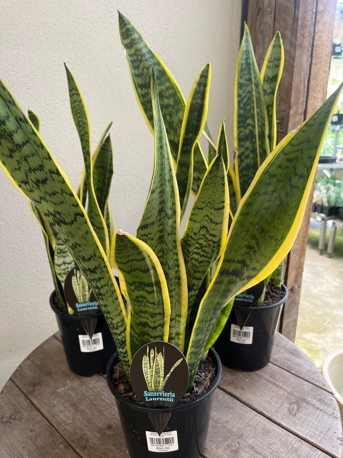 Sansevieria laurentii 'Mother-in-LawTongue' 15cm