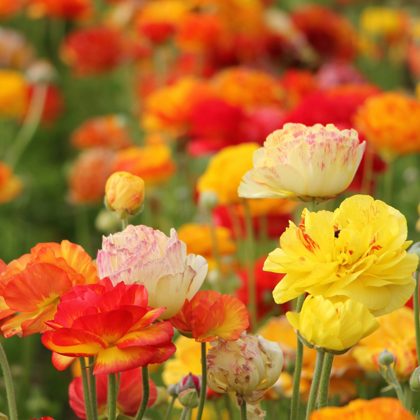 Ranunculus Bloomingdale Dwarf 14cm
