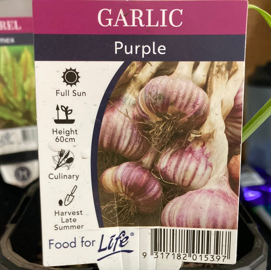Garlic Purple 95mm