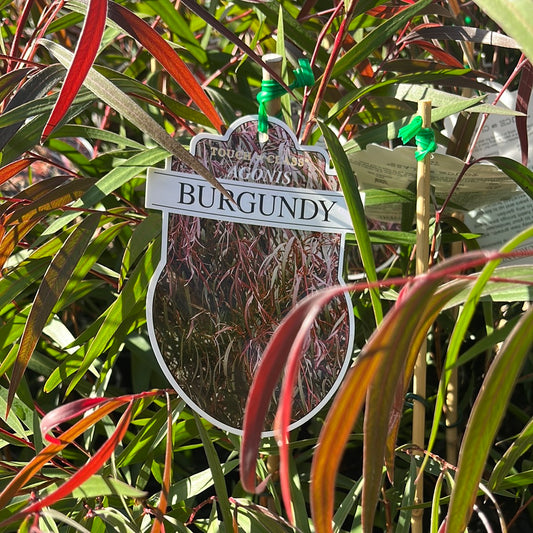 Agonis flexuosa Burgundy 14cm