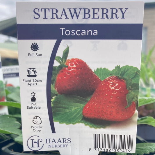 Strawberry Toscana 125mm