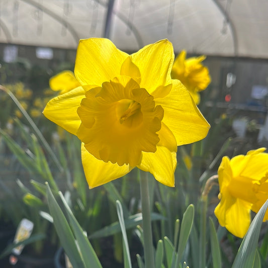 Daffodil 19cm