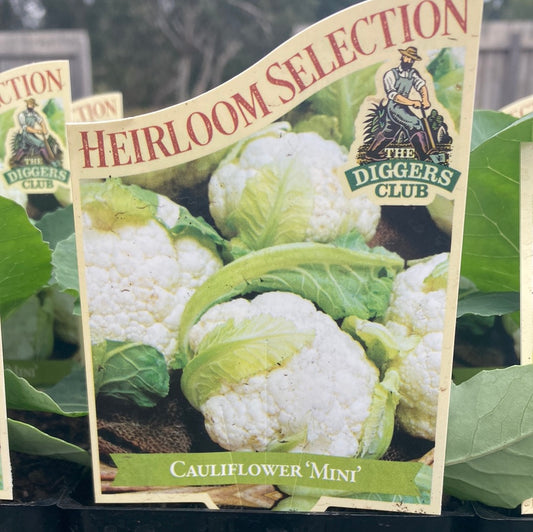Cauliflower Mini Heirloom 100mm