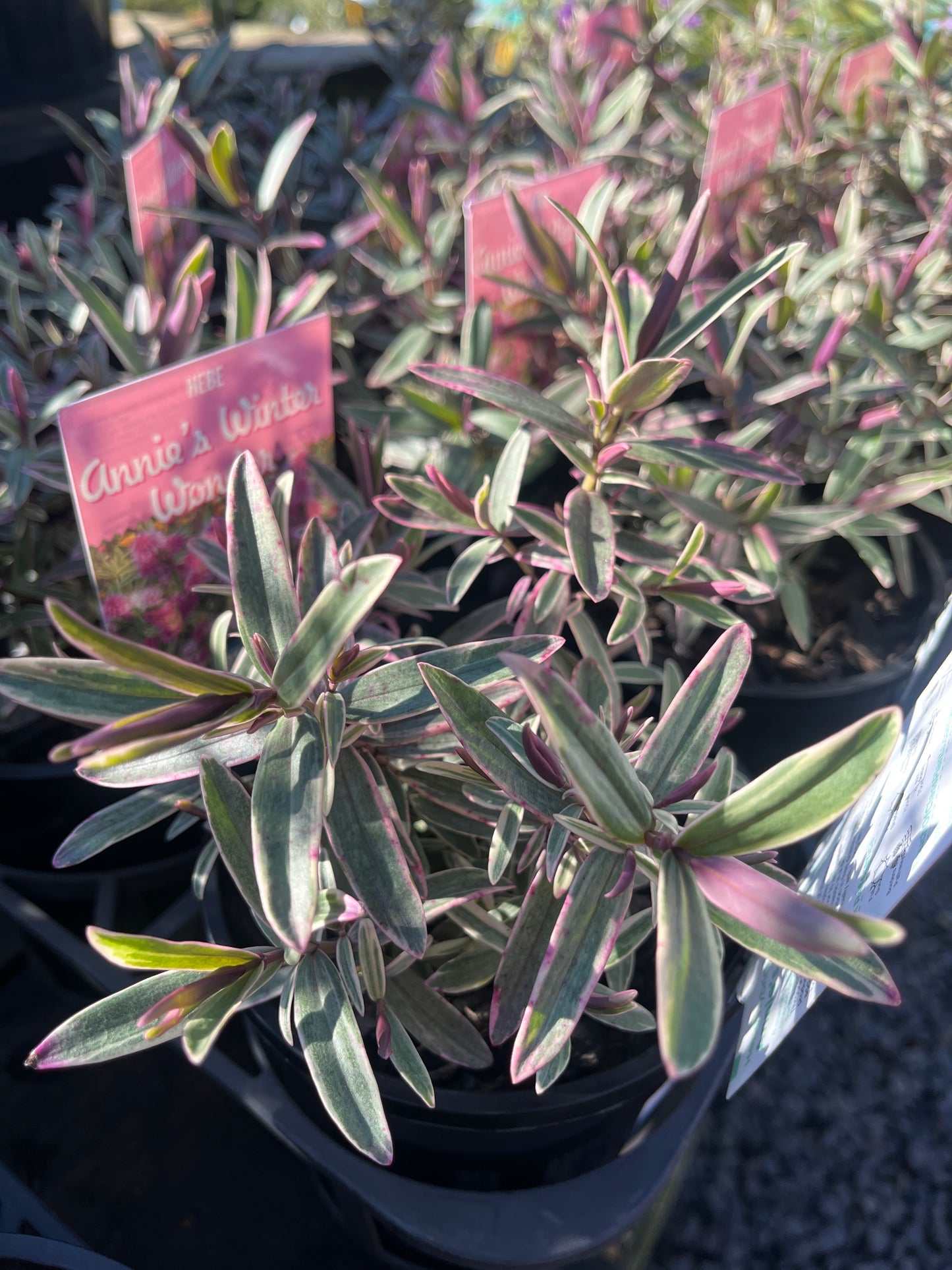 Hebe 'Annie's Winter Wonder' 14cm