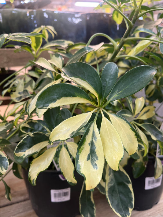 Schefflera arboricola variegata ‘Dwarf Umbrella Plant’ 20cm