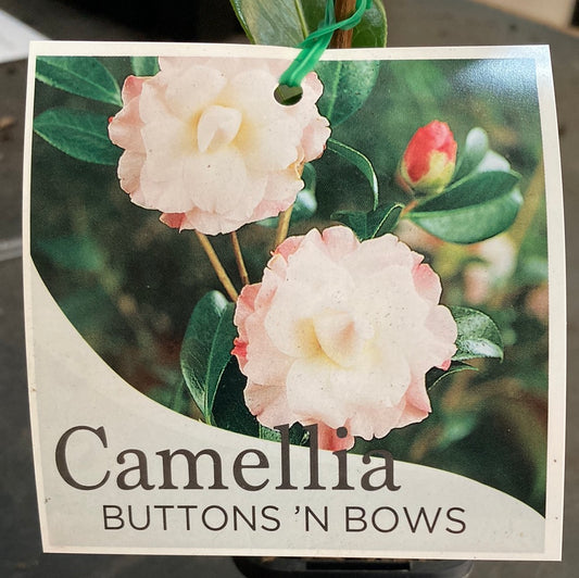 Camellia 'Buttons and Bows' 18cm