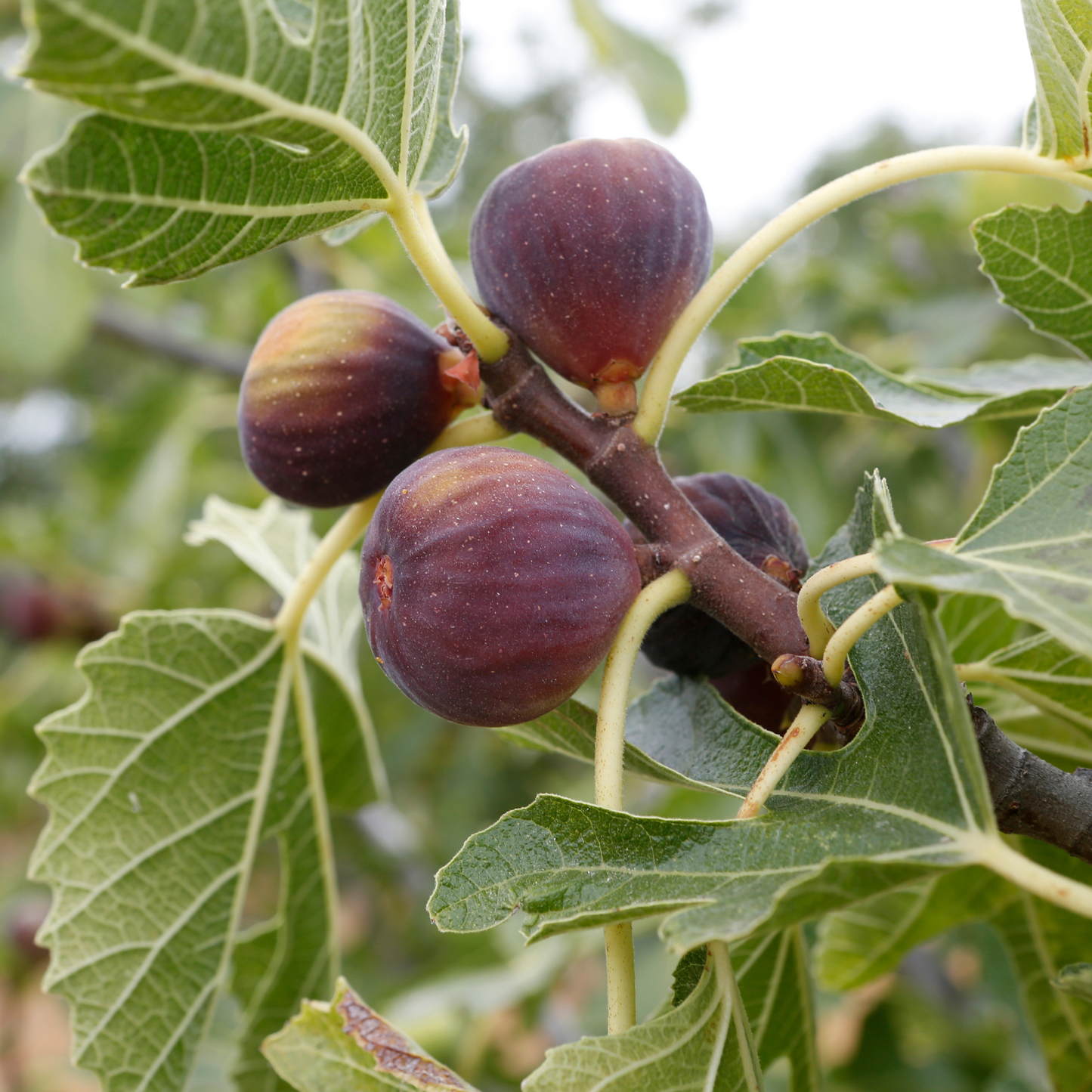 Fig 'Brown Turkey' 20cm