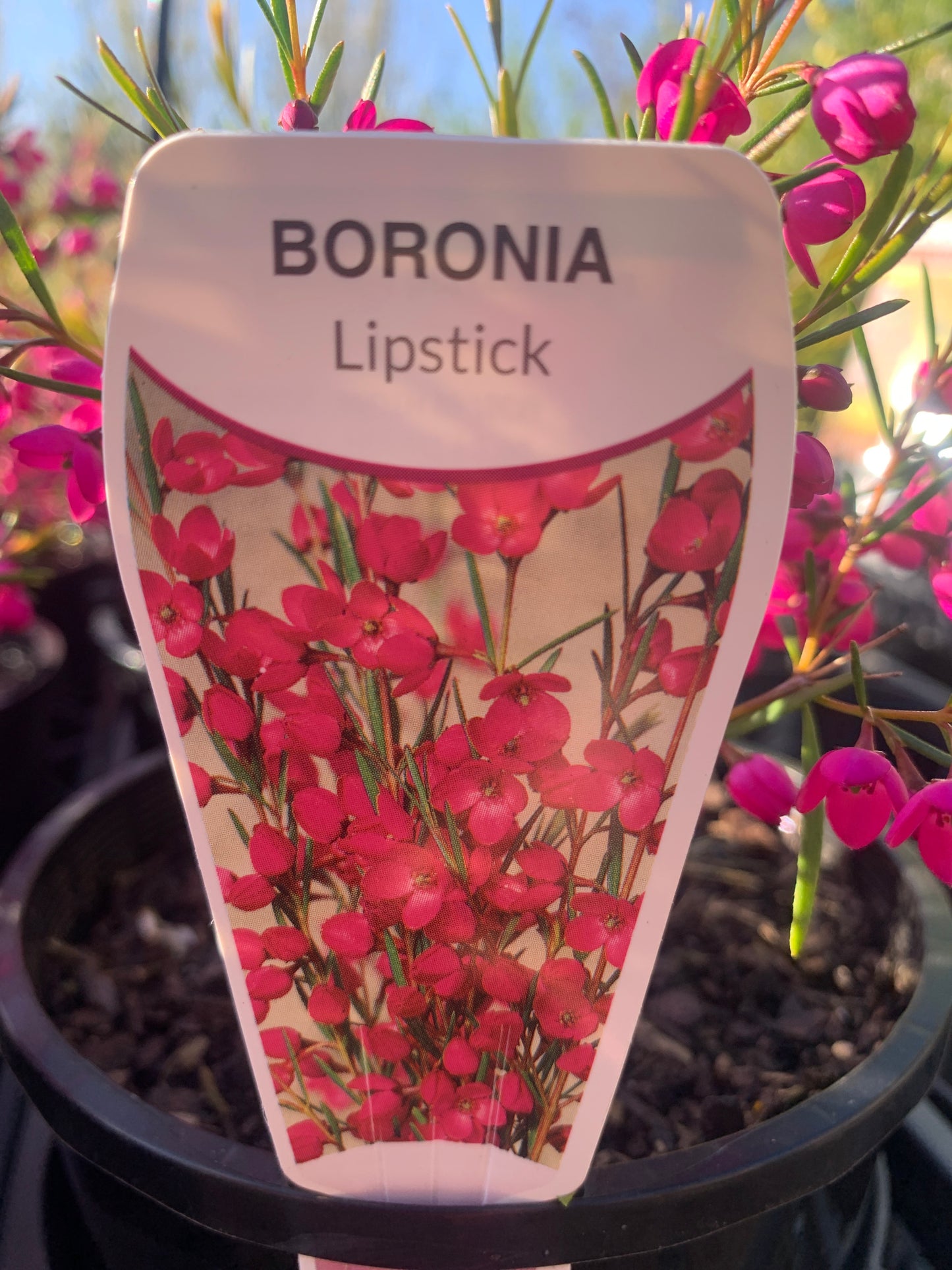 Boronia Lipstick 14cm