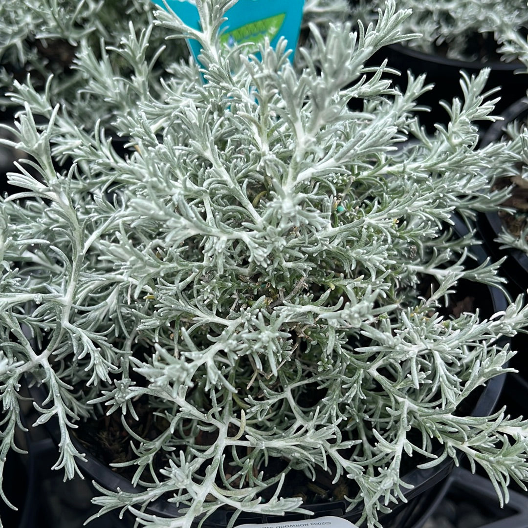 Leucophyta brownii 'Silver Nugget' 14cm