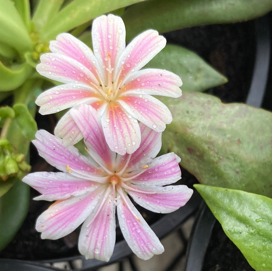 Lewisia Assorted 14cm