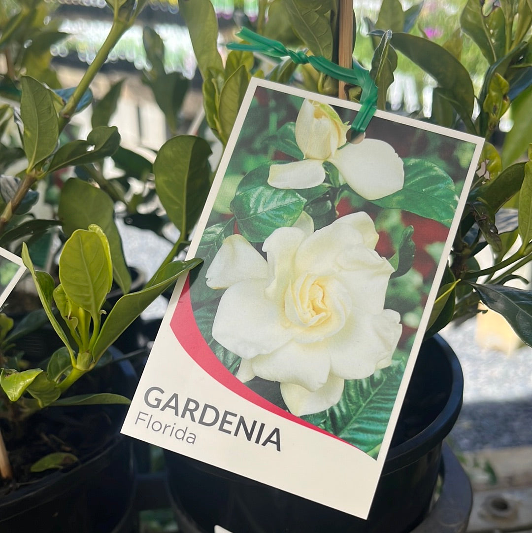 Gardenia augusta 'Florida' 14cm