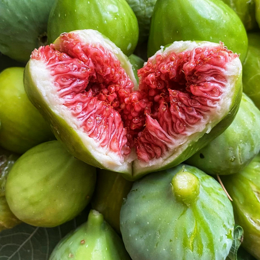 Fig 'White Adriatic' 20cm