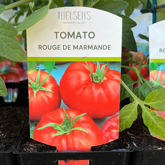 Tomato Rouge De Marmande 100mm