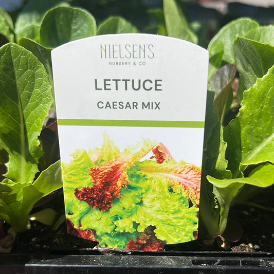 Lettuce Caesar Mix punnet