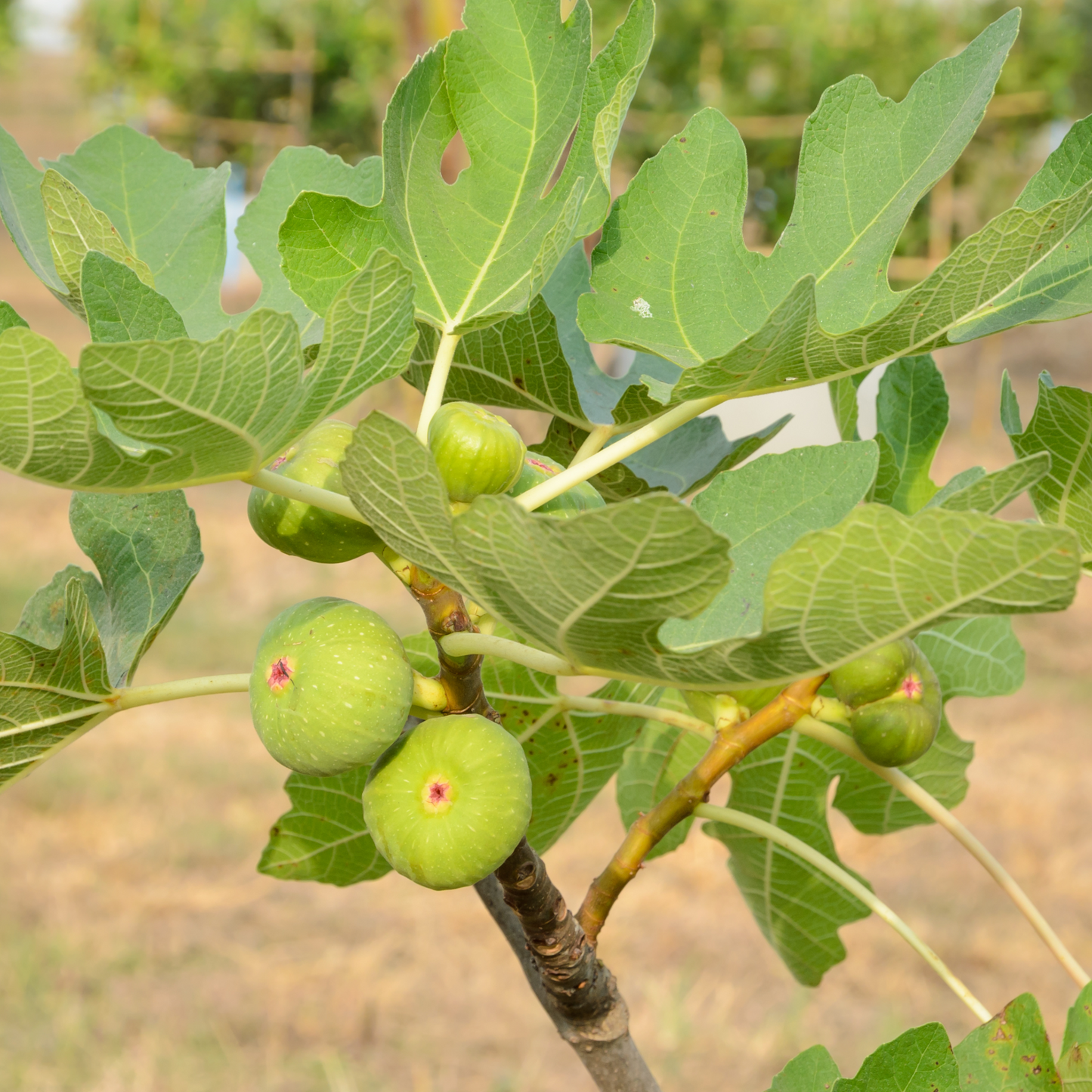 Fig 'White Adriatic' 20cm