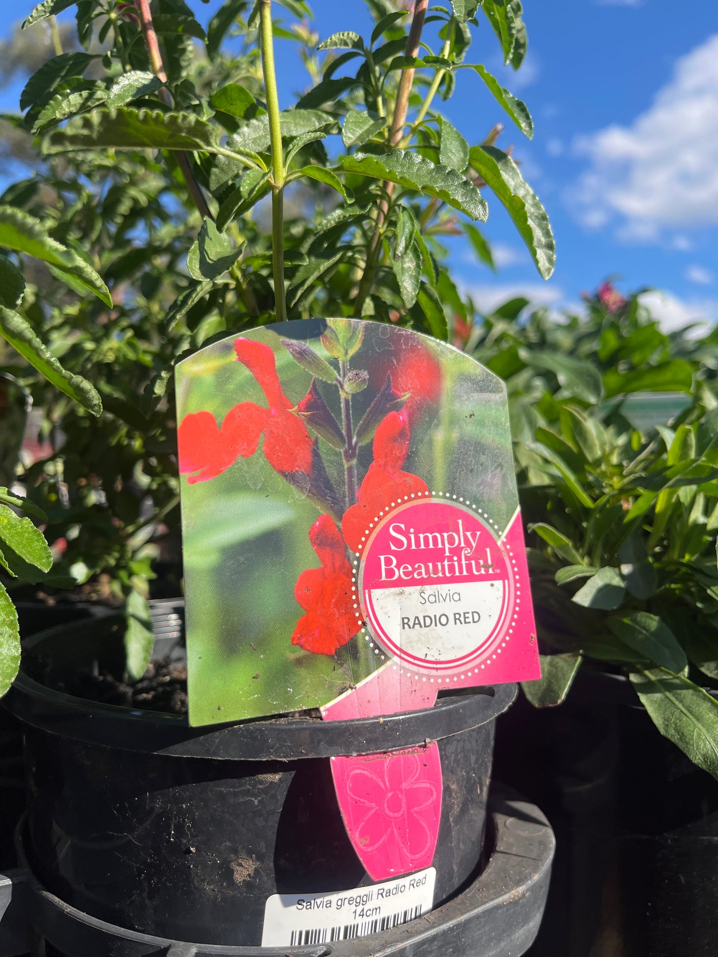 Salvia greggii 'Radio Red' 14cm