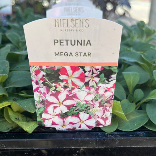 Petunia Mega Star Punnet