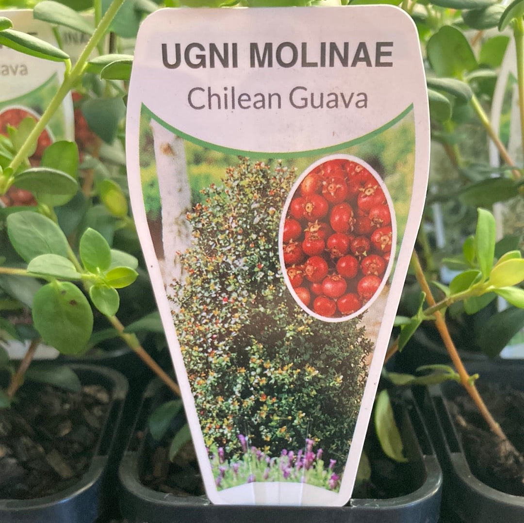 Ignore Molinae ‘Chilean Guava