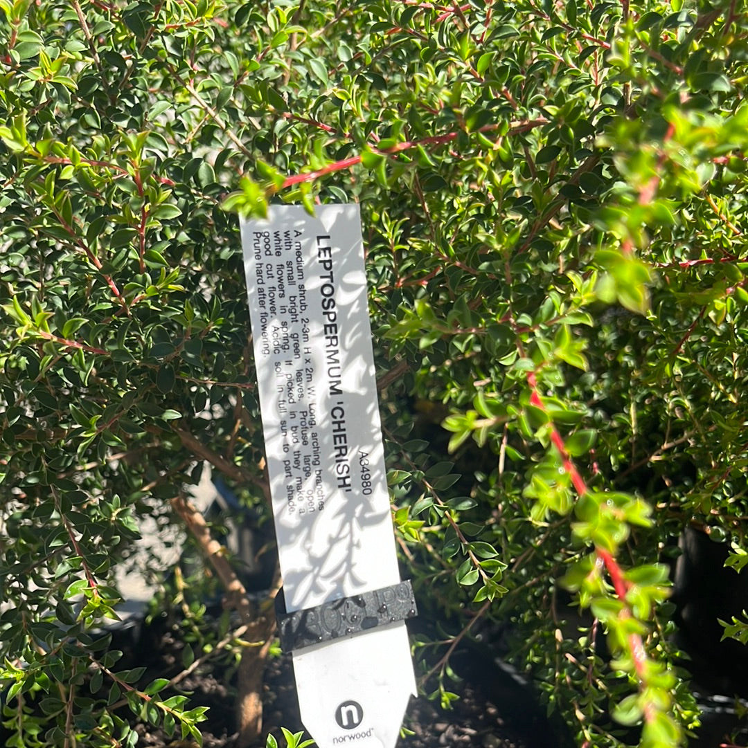 Leptospermum Cherish 20cm