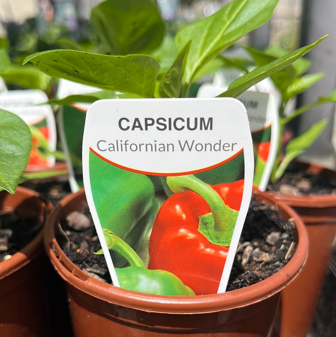 Capsicum ‘California Wonder’ 100mm